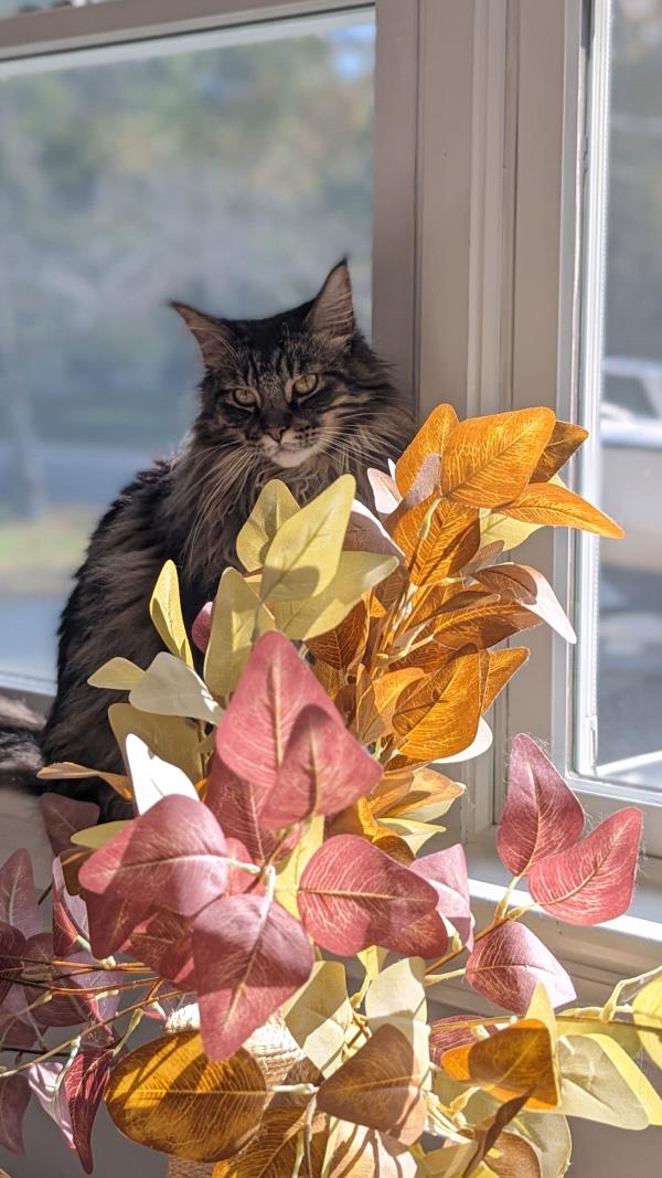 /Images/uploads/Miss Nutfield Scholarship Program/miss-nutfield-pet-photo-contest/entries/31052.jpg